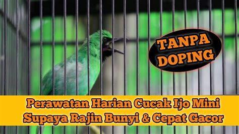 Perawatan Harian Cucak Ijo Mini Cara Merawat Burung Cucak Ijo Mini