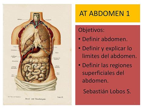 Anatomia De Abdomen 1 Salud Enfermería Udocz