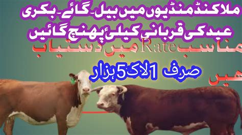 ملاکنڈ منڈیوں میں بیل۔گائے ۔بکری عید کی قربانی کیلئ پہنچ گائیں Youtube