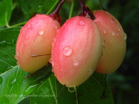 The Urban Gardener: Monsoon!