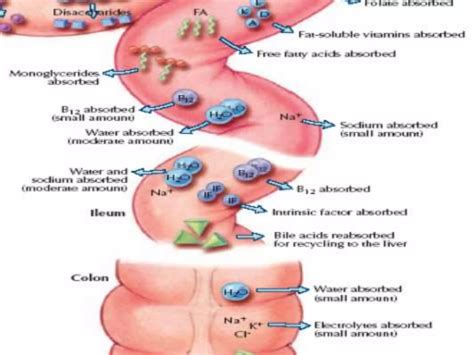 Absorci N De Nutrientes Ppt