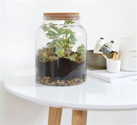 Mod Les De Terrarium Plante En Bocal Ferm Ou Ouvert Terrarium