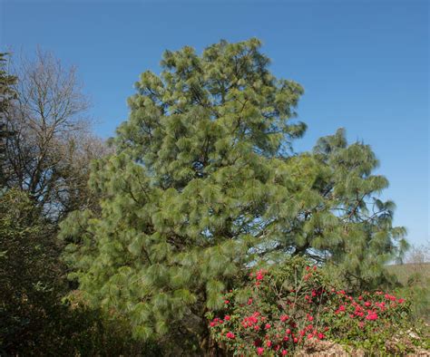 Flora de México especies representativas características ubicación