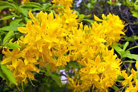 Yellow Azalea Flowers Stock Photo By ©debu55y 46482691