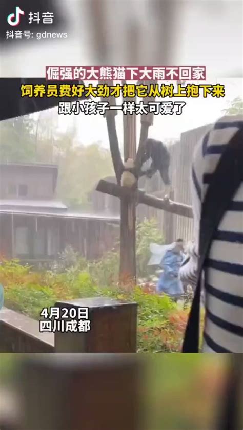 道法自然 On Twitter Rt Peoplechina 土砂降りの雨だけど部屋に戻りたくない子パンダ。