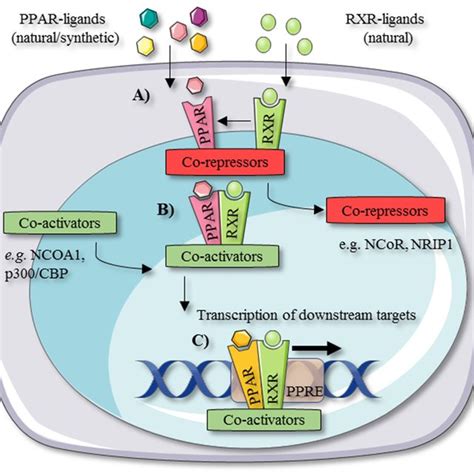 Mechanism Of Peroxisome Proliferator Activated Receptor PPAR