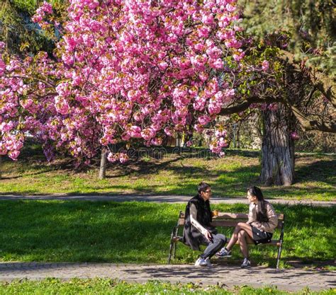 UZHHGOROD, UKRAINE – APRIL 16, 2019: Sakura Blossoming in Uzhgorod ...