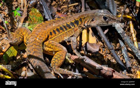 Rainbow Ameiva Barred Whiptail Ameiva Undulata Lizard Corcovado