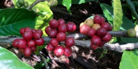 Pemkab Pemkab Teluk Wondama Rencana Kembangkan Kopi Robusta Jadi