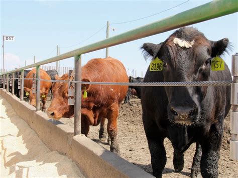 Feeder Cattle Prices Should Remain At Historical Highs In 2025