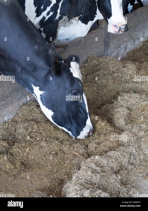 Friesian Cattle Feeding On Silage Stock Photo Alamy