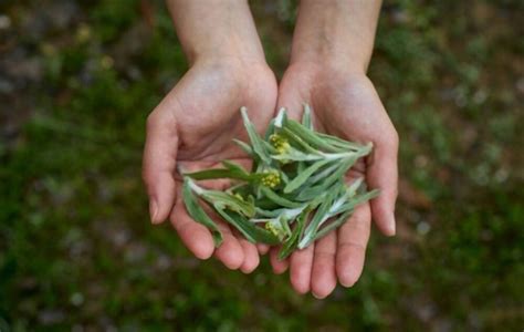 7 Spiritual Benefits Of Mugwort How To Use For The Highest Purpose