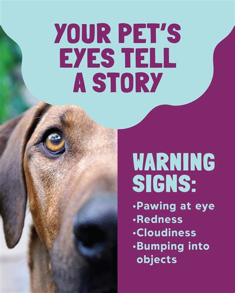 This is how much dogs honey your pet can safely eat 23