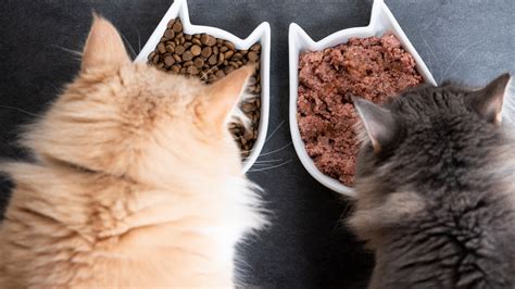 Easy Homemade Cat Food Recipe For Healthy And Happy Felines