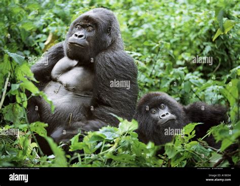 Silverback Gorillas Hi Res Stock Photography And Images Alamy