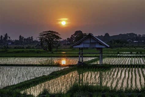 Sunset At A Rice Paddy In Bali Smithsonian Photo Contest