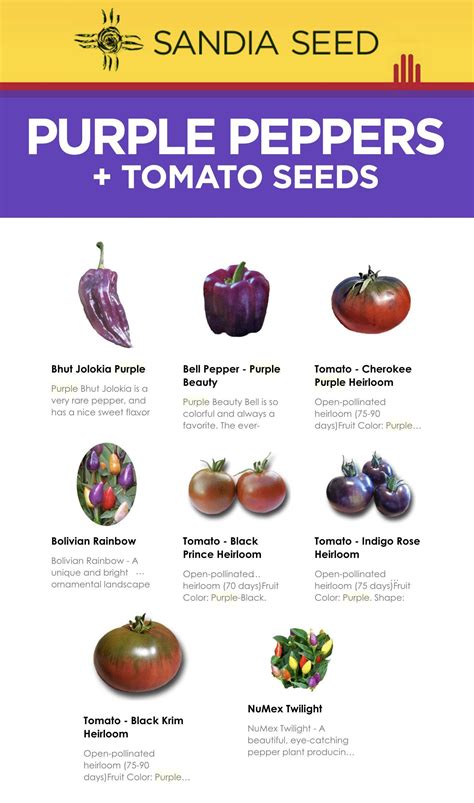 Purple Bell Peppers – Sandia Seed Company