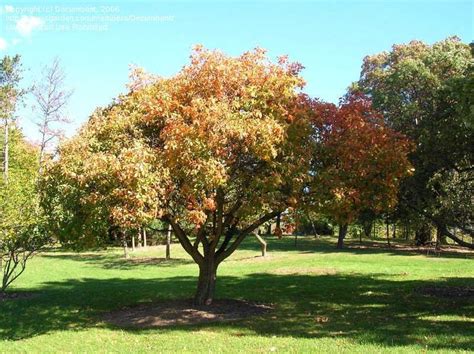 Plantfiles Pictures Cotinus Species American Smoketree Chittamwood