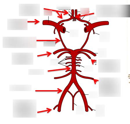 Circle Of Willis Diagram Quizlet