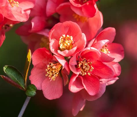 Red Flowering Quince Stock Photo Image Of Flowers Botany 39139536