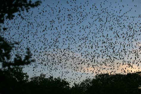 Slideshow: Bracken Bat Cave | The Texas Tribune