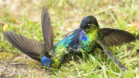 Fiery-throated Hummingbird | BirdForum