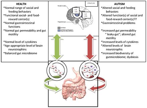 Gut Microbiome And Brain Gut Axis In Autism — Aberrant Development Of