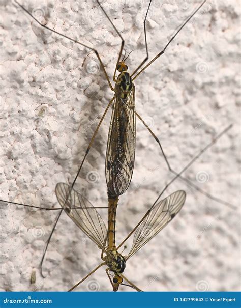 Basic Instinct Mosquito Mating Stock Image Image Of Legs Procreation