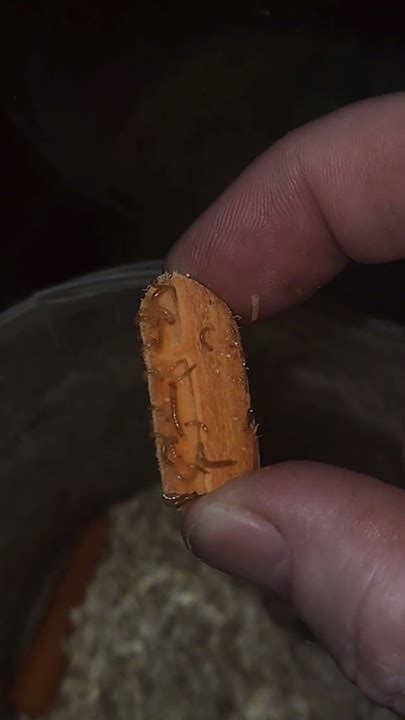 entomophobia insectophobia vermiphobia #fear #worms #reptile - YouTube