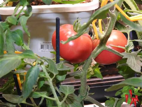 Growing Beefsteak Tomatoes In Pots Best Indoor Tips Stay Green Garden