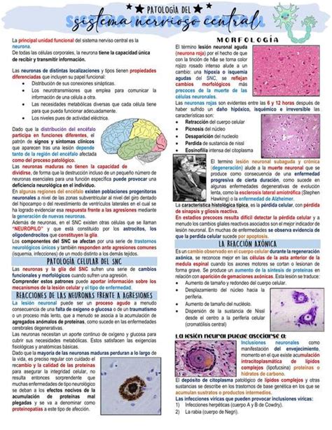 Patolog A Del Sistema Nervioso Central Andrea Ergueta Udocz