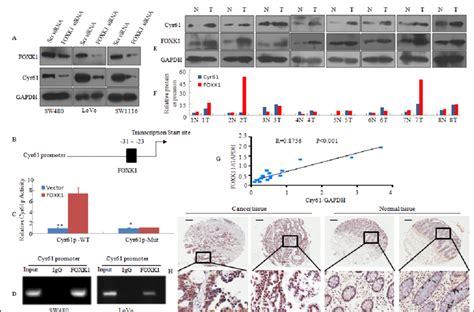 Cyr61 Is A Direct Target For Transcriptional Activation By Foxk1