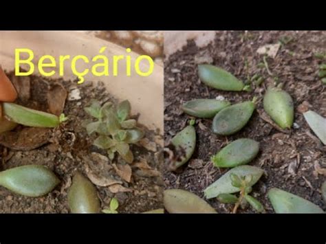 Como Fazer Mudas De Suculentas Sedum Bronze Youtube