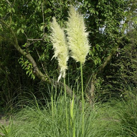 Pampasgras Sunningdale Silver Cortaderia Selloana