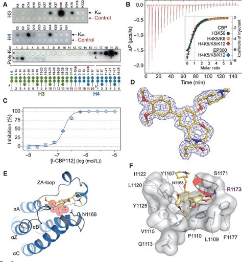 PDF Generation Of A Selective Small Molecule Inhibitor Of The CBP