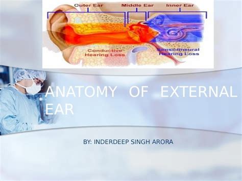 PPTX Anatomy Of External Ear DOKUMEN TIPS