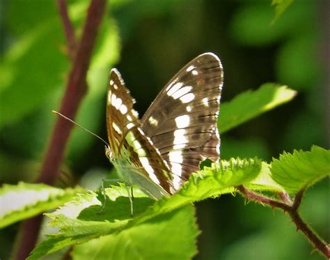 White Admiral WWT Grafton Woods Worcs SO973563 Gailhampshire Flickr