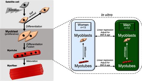 Schematic Figure Of Myogenesis As Well As The Study Design The