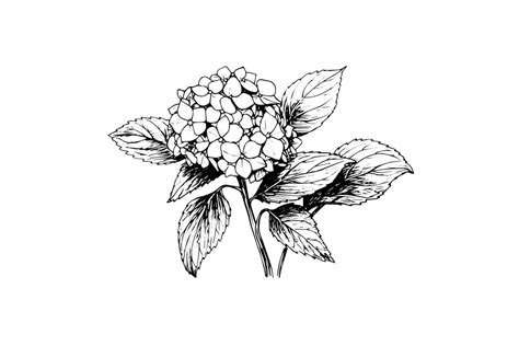 Hand Drawn Ink Sketch Hydrangea Flowers Vector Illustration In