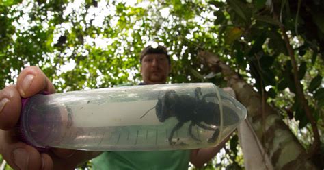 Worlds Largest Bee Once Feared Extinct Rediscovered In Indonesia