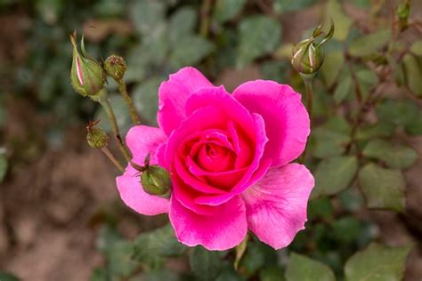 Premium Photo | Roses blooming in the garden in spring season