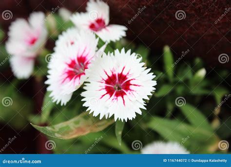 Wonderful Pink and White Flowers with Green Leaves Stock Photo - Image ...