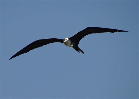 Tijereta De Mar Magnificent Frigatebird Fregata Magnificens