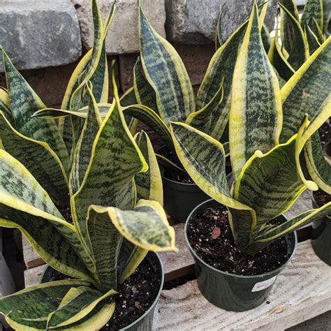Sanseveria Superba Futura | Jardins Zeillinger Botanix