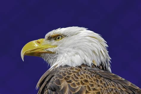 Bald Eagle Wallpaper