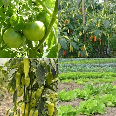 Organic Vegetable Farming Income, Profit, Cost, Yield | Agri Farming