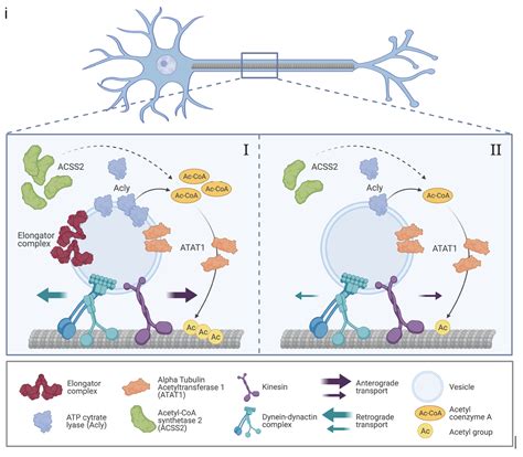 New Mechanism For Controlling Axonal Transport In Neurons