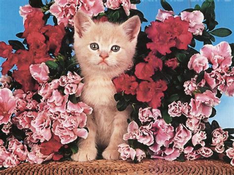 Kittens And Flowers Wallpaper 64 Images