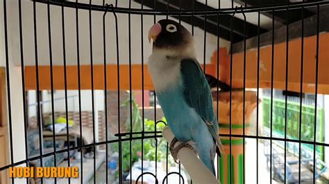 Terapi Suara Lovebird Greceh Pol Paling Jitu YouTube