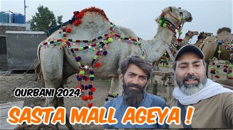 Sasta Mall Ageya Camel Mandi Update Shapur Kanjra Mandi Lahore